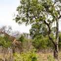 BWA NW Chobe 2016DEC04 NP 117 : 2016, 2016 - African Adventures, Africa, Botswana, Chobe National Park, Date, December, Month, Northwest, Places, Southern, Trips, Year